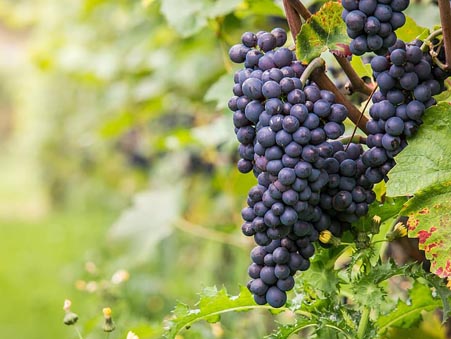 TRANSAGRI VIGNOBLES / Agence