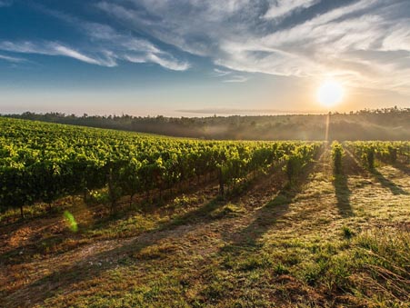 TRANSAGRI VIGNOBLES / Alerte email